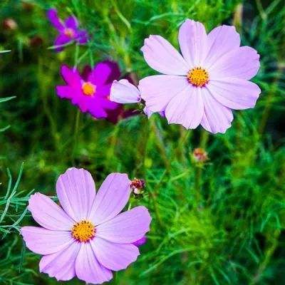 双彩网手机app下载