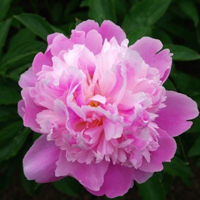 九游会ag下载手机版